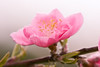Spring Flowers : 
