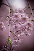 Cherry Blossom Season : 
