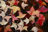 Autumn in Kyoto : Kyoto is ablaze in color in the fall.